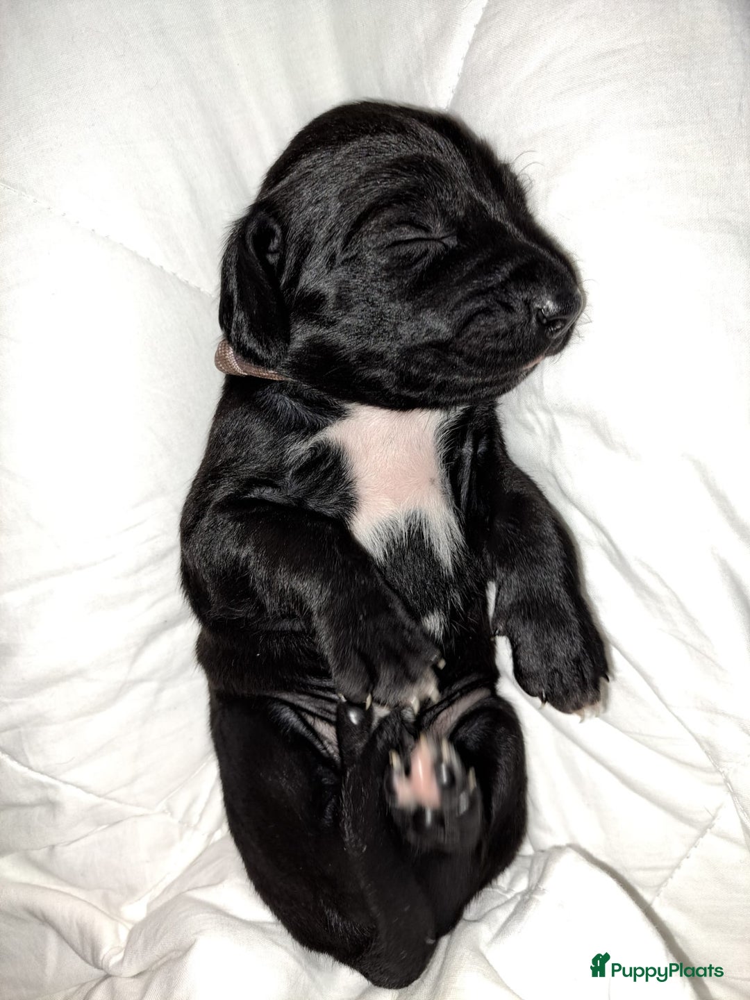 Kruising honden te koop: Duitse staande  x rhodesian ridgeback  - Advertentie 2