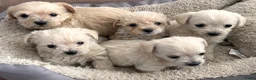 Kruising honden te koop: Chipoo Lieve rustige X toy poedel en chiwawa in Eindhoven - Advertentie 3