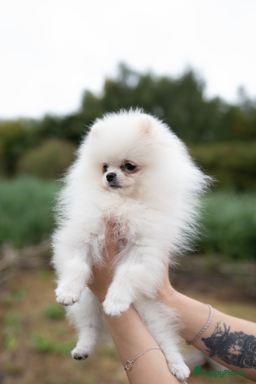 Pomeriaan honden te koop: Pomeranian Mila❤️ - Advertentie 16
