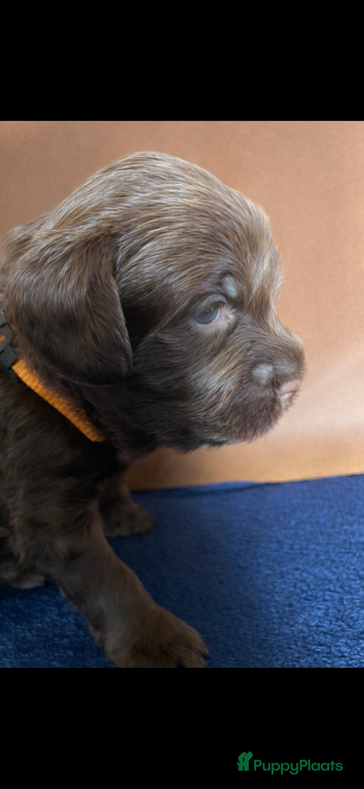 Labradoodle honden Medium Chocolade labradoodles met Australian bloed - Advertentie 1
