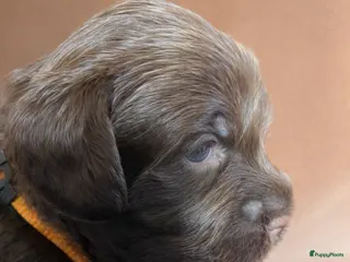 Labradoodle honden Medium Chocolade labradoodles met Australian bloed - Advertentie 2