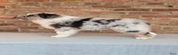 Miniature American Shepherd honden te koop: Mini Aussie (Miniature American Shepherd) - Advertentie 6