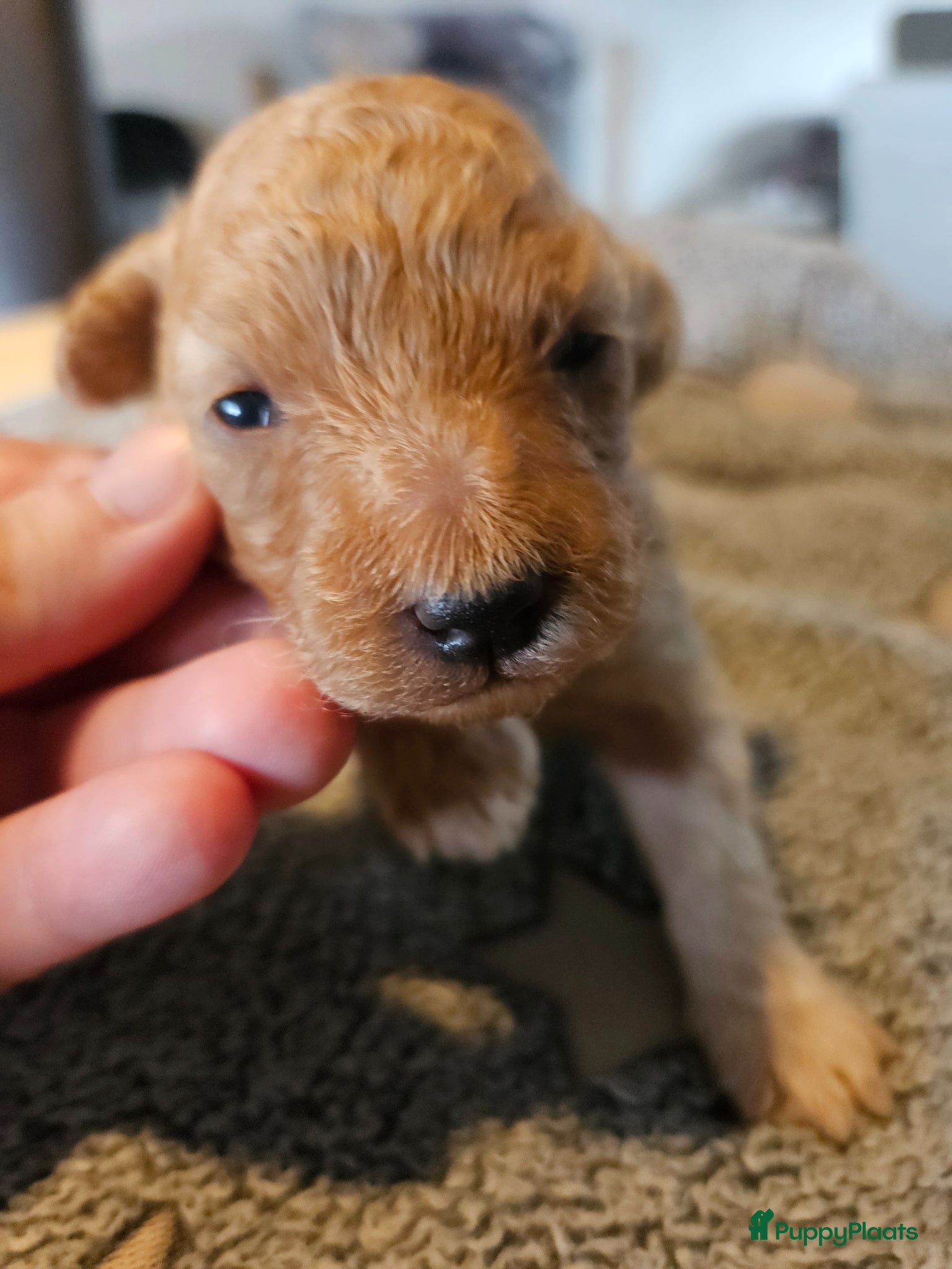 Poedel Toy honden Toy Poedel abrikoos LAATSTE - Advertentie 7