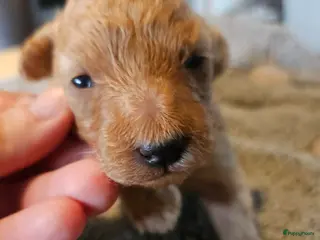 Poedel Toy honden Toy Poedel abrikoos LAATSTE - Advertentie 7