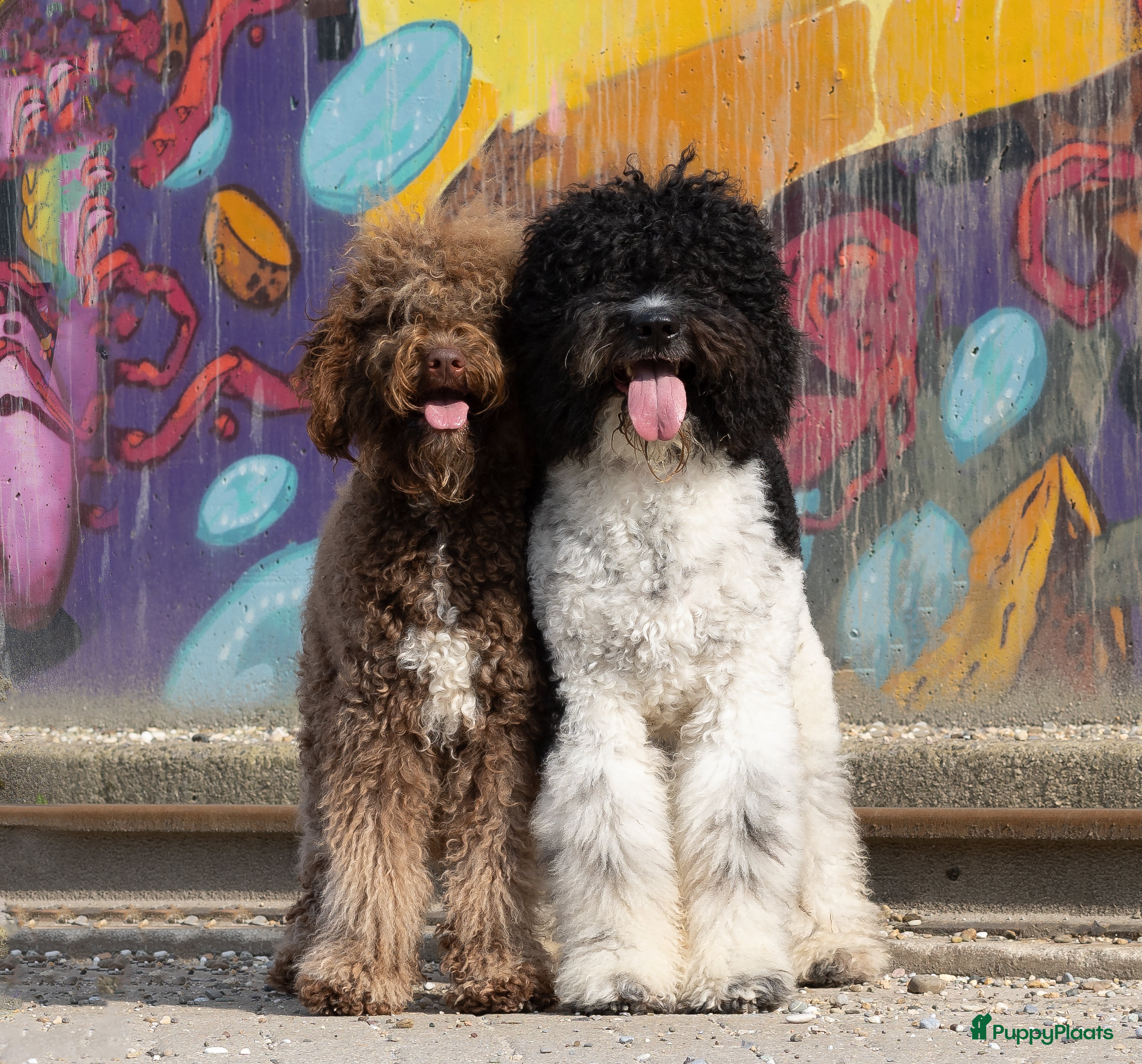 Barbet honden Barbetpups verwacht! - Advertentie 2