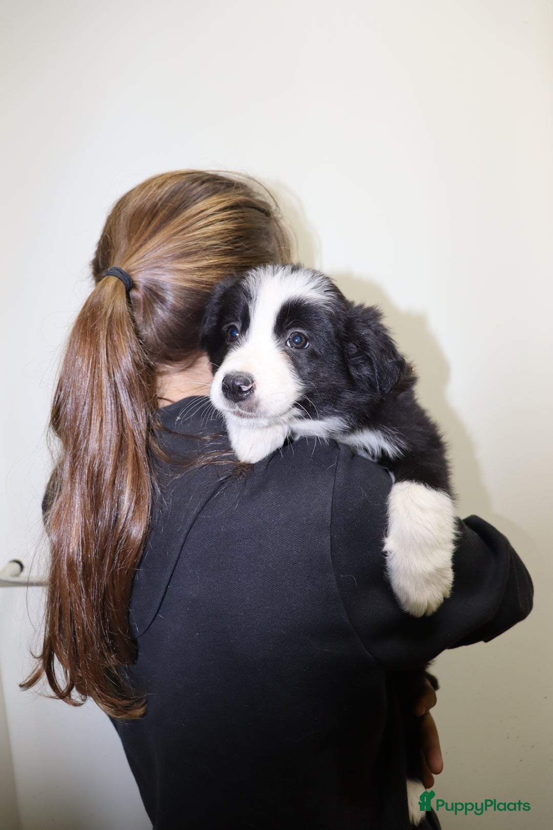 Border Collie honden te koop: Super Schattige border collie pups te koop - Advertentie 22