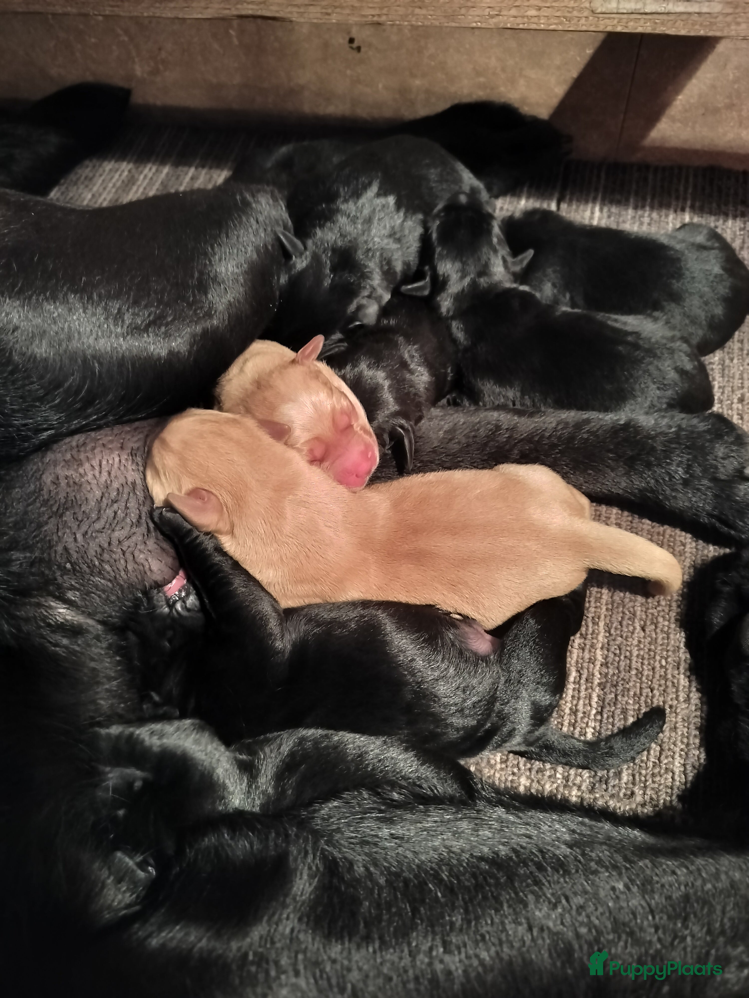 Labrador Retriever honden Geboorte bericht van onze lieve labrador puppy's - Advertentie 2