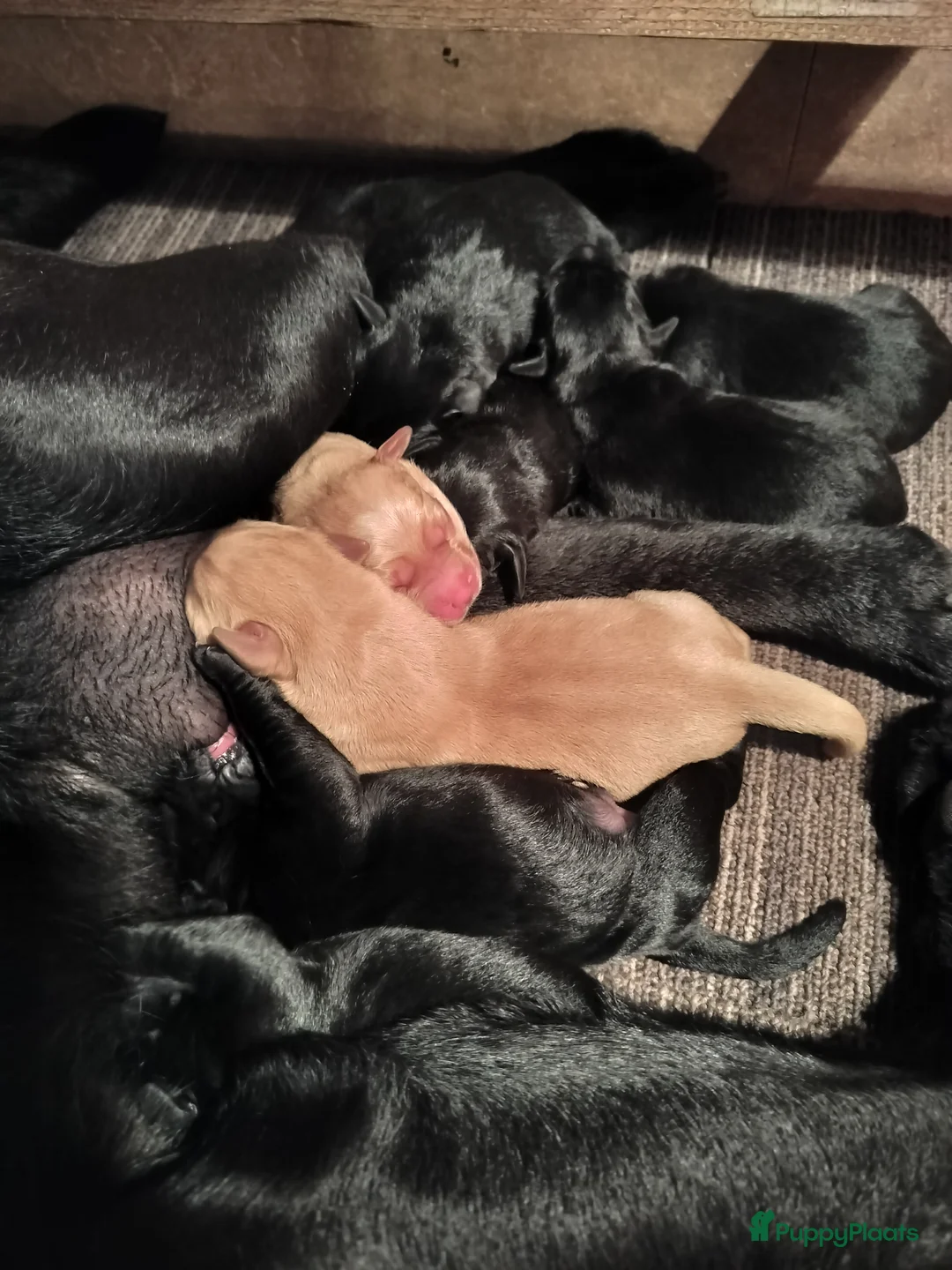 Labrador Retriever honden te koop: Geboorte bericht van onze lieve labrador puppy's - Advertentie 2