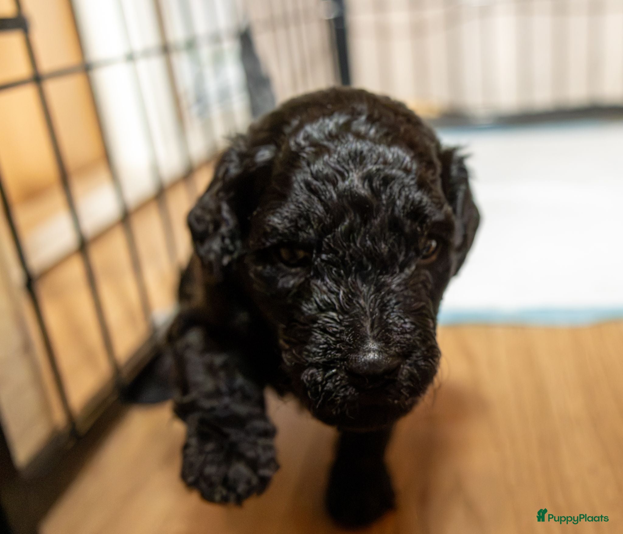Labradoodle honden Medium Labradoodle pups | DNA-geteste ouderdieren - Advertentie 2