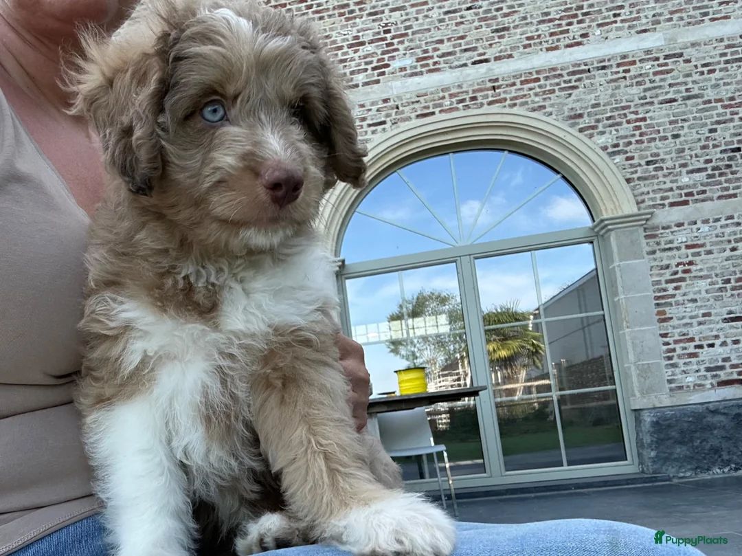 Kruising honden te koop: Miniature Aussiedoodle  - Advertentie 1