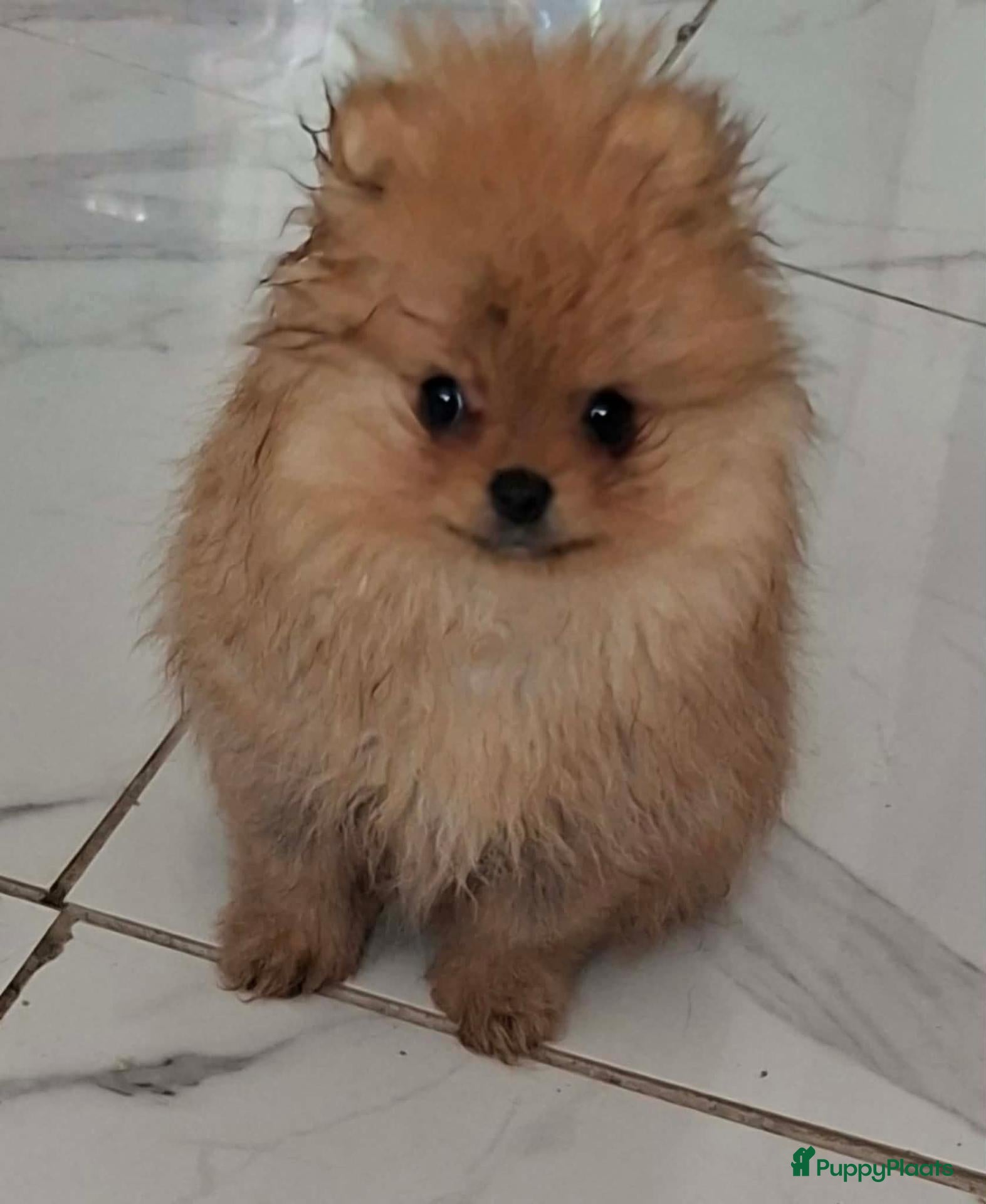 Pomeriaan honden Pomeranian  - Advertentie 5