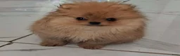 Pomeriaan honden te koop: Pomeranian  - Advertentie 1