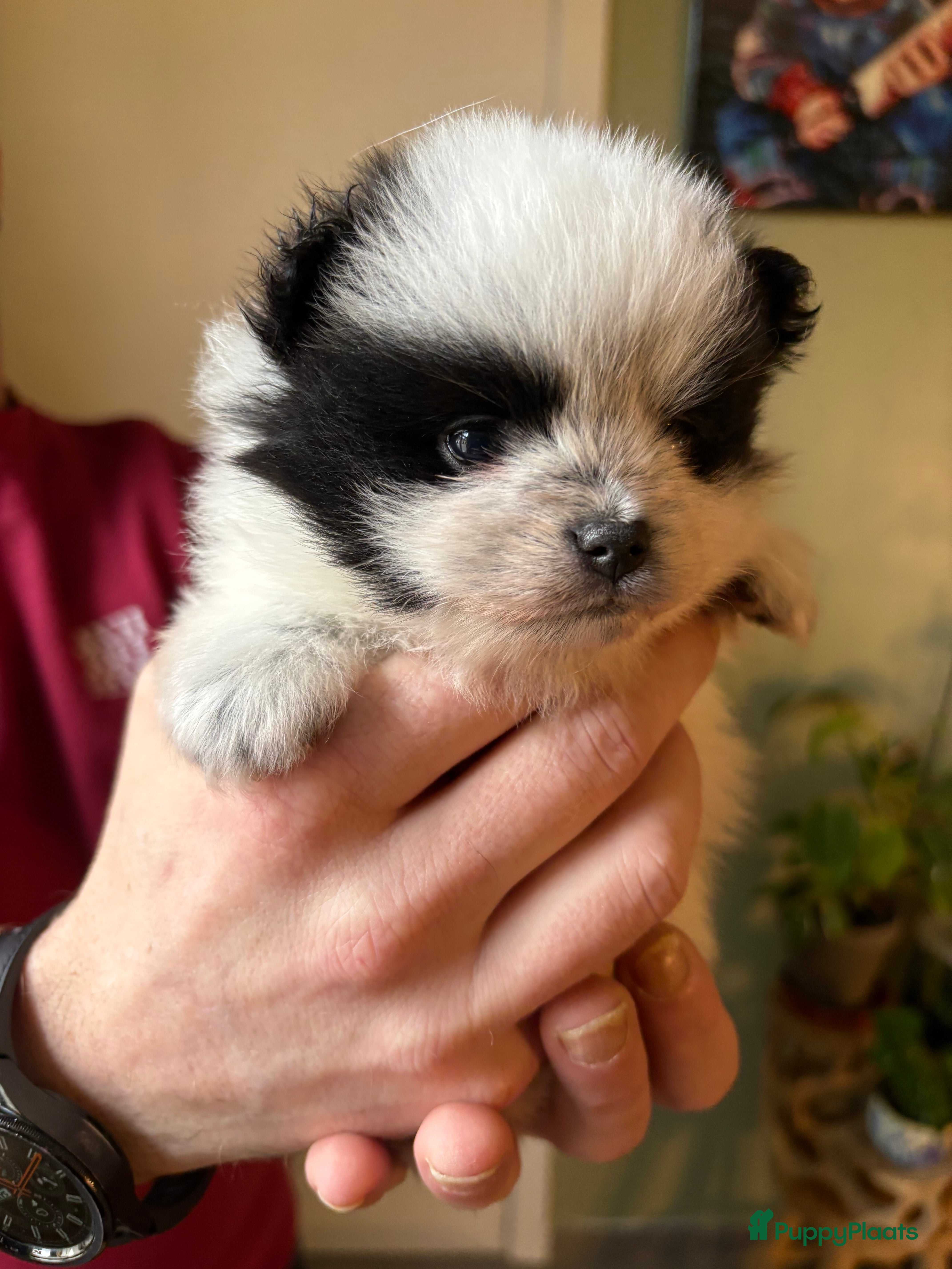 Pomeriaan honden Pomeriaan pups - Advertentie 7