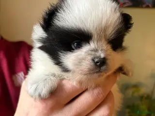 Pomeriaan honden Pomeriaan pups - Advertentie 7