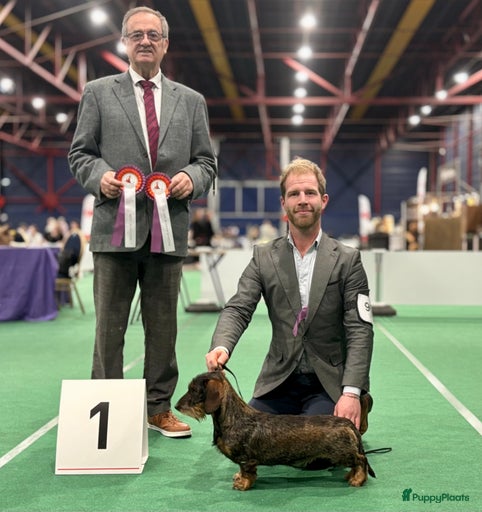 Galerij afbeelding {{count}}