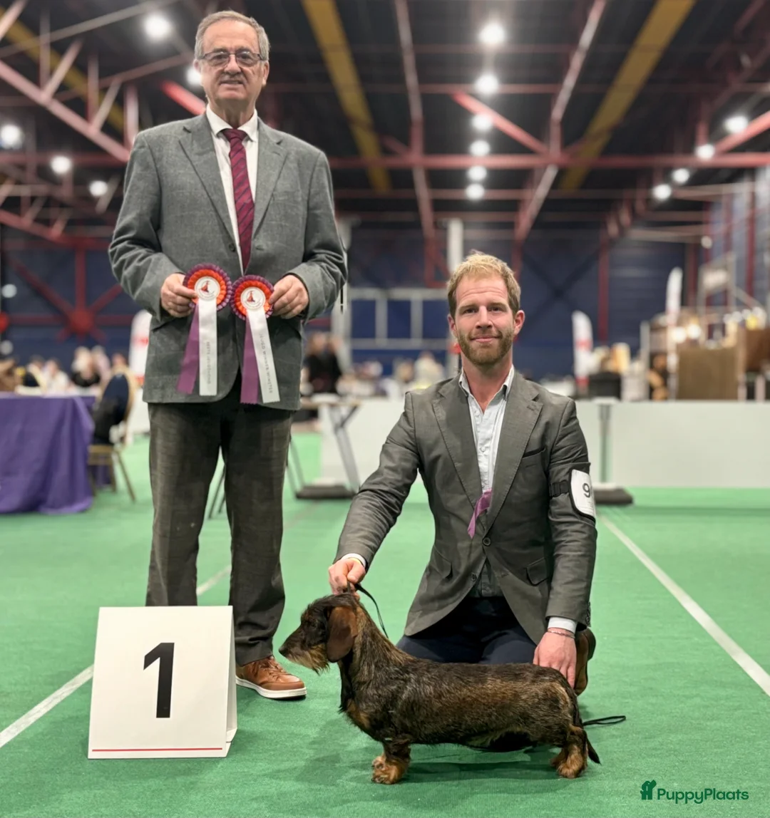 Galerij afbeelding {{count}}