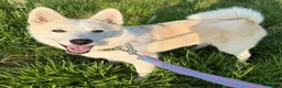 Kruising honden te koop: Reeva - Advertentie 1