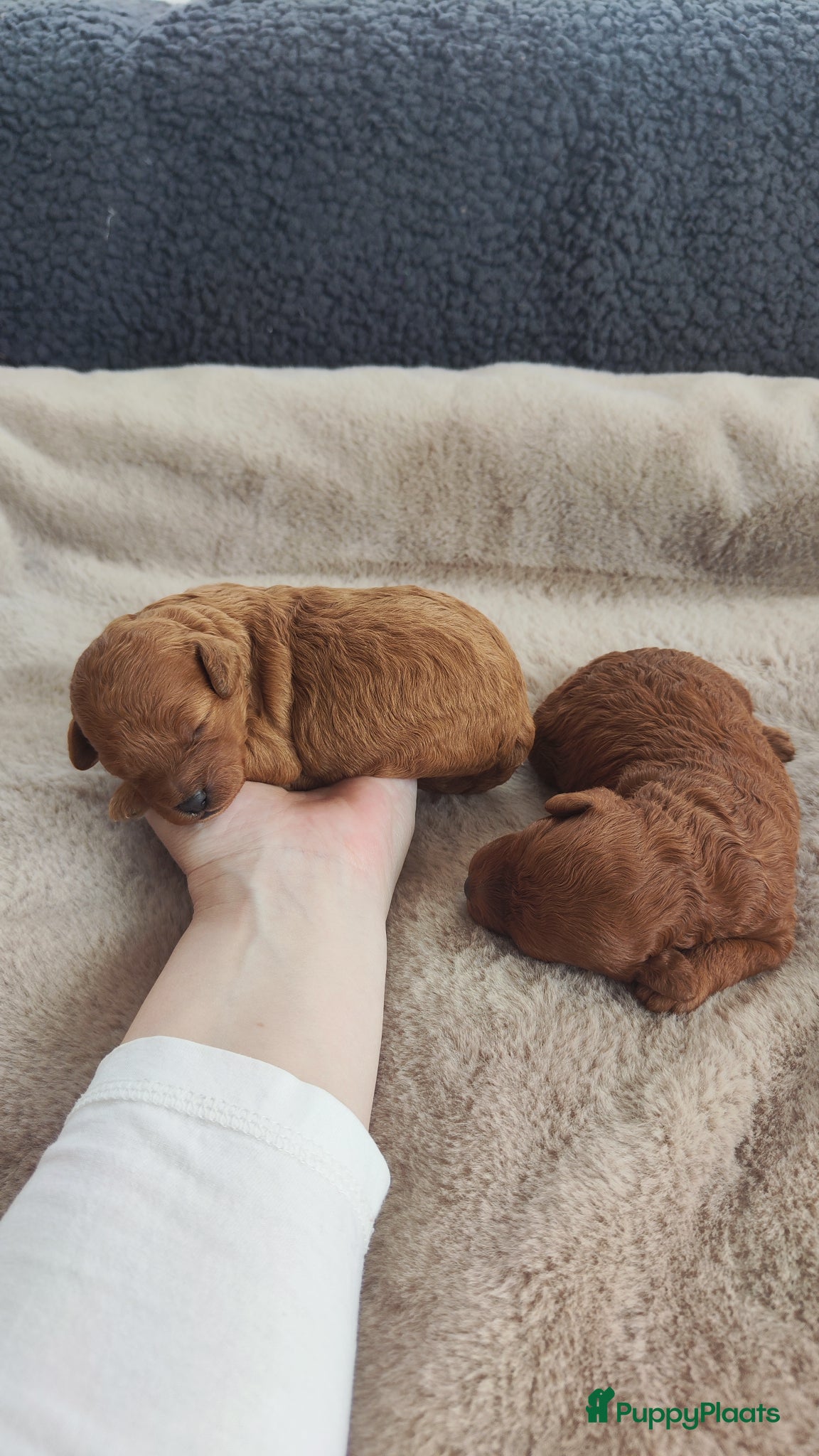 Poedel honden Dwergpoedelpups mini - Advertentie 1