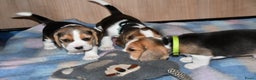 Beagle honden te koop: Prachtige Beagle pups - Advertentie 2
