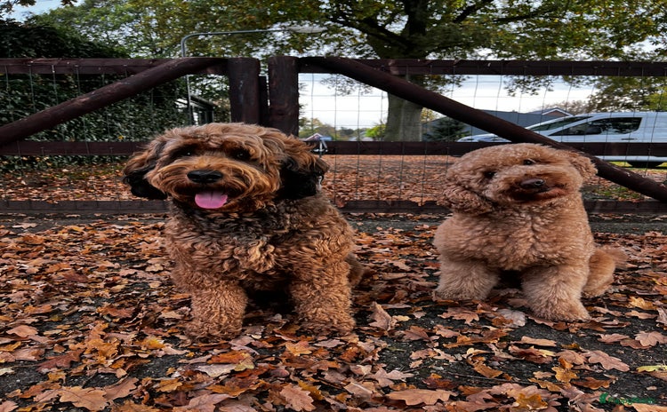 Labradoodle honden - Advertentie 4