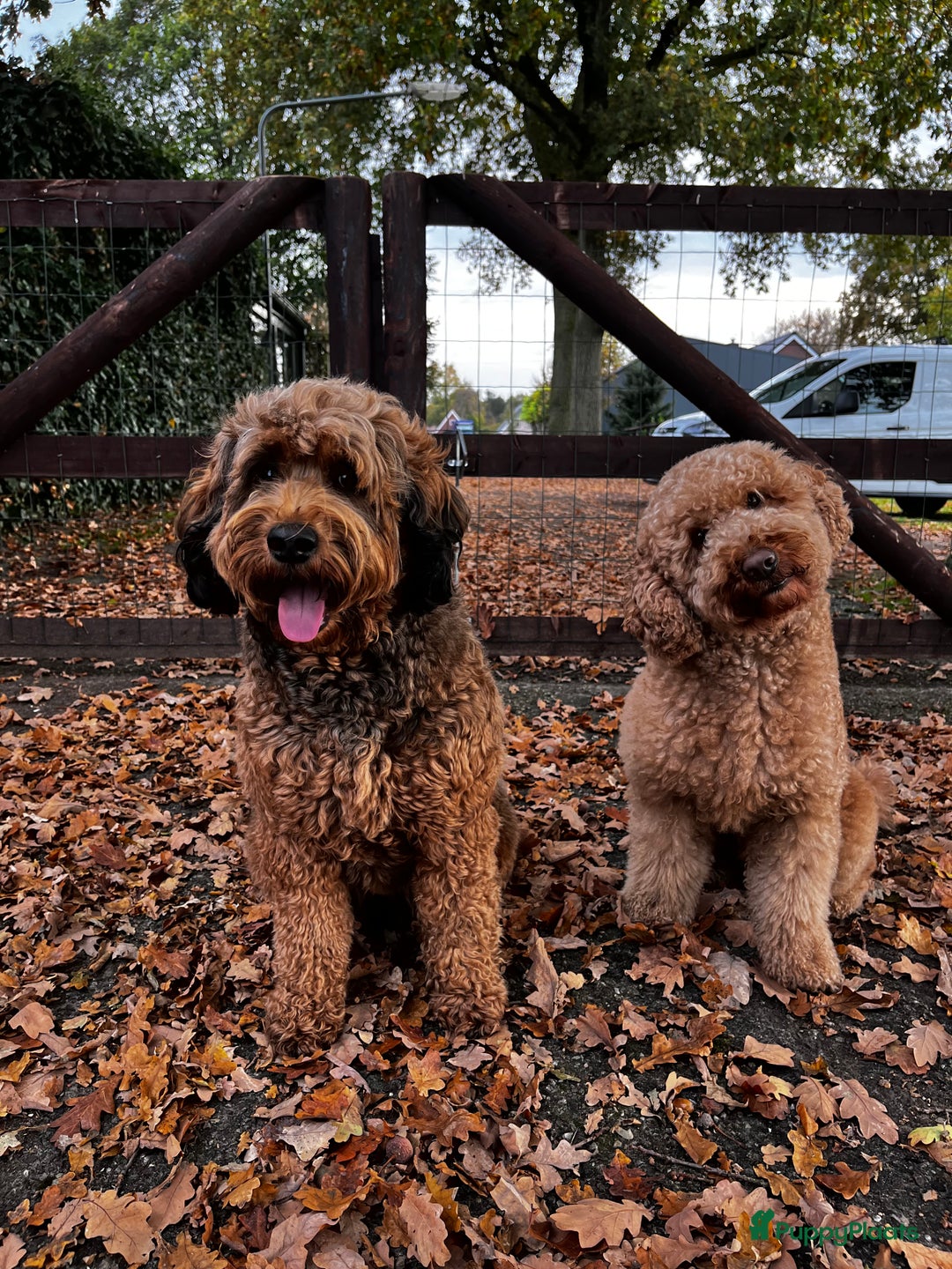 Wavy Fleece Australian Labradoodle Coat Types Curly Fleece