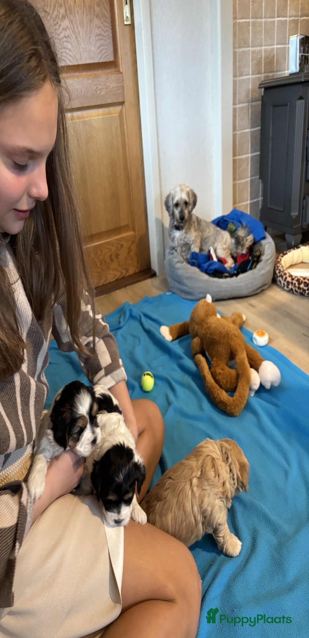 Kruising honden te koop: Schattige Boomer Puppy's - Advertentie 14