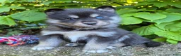 Kruising honden te koop: Pomsky x shiba inu (1/4) pups - Advertentie 31