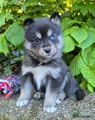 Kruising Puppy 6