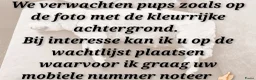 Maltipoo honden te koop: Kleinblijvende Maltipoo F1b donker abrikoos - Advertentie 4