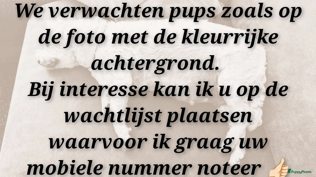 Maltipoo honden te koop: Kleinblijvende Maltipoo donker abrikoos - Advertentie 2