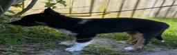 Border Collie honden te koop: Gezonde Border Collie pups stamboom (ISDS/FCI) - Advertentie 25