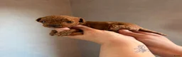 Poedel Toy honden te koop: Mooie rode toy poedel pups uit geteste ouders. in Sint Willebrord - Advertentie 6