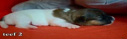 Jack Russel Terriër honden te koop: Lieve Jack Russell pups - Advertentie 7