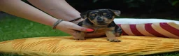 Jack Russel Terriër honden te koop: lieve pups zoeken een nieuw huisje - Advertentie 18