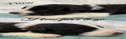 Border Collie honden te koop: Border collie pups  - Advertentie 16