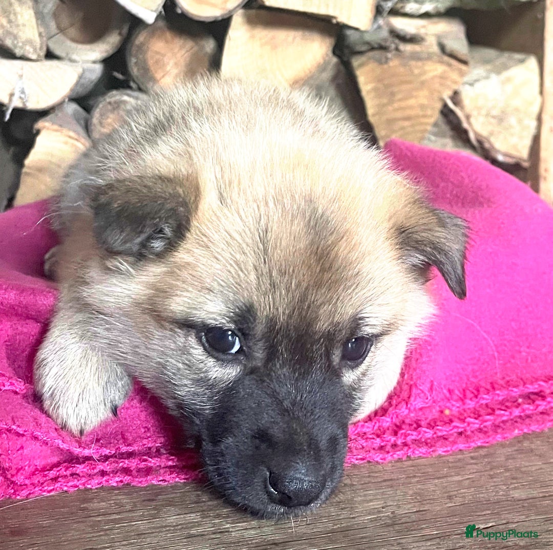Kruising honden te koop: Veelbelovende kruising met actieve en trouwe genen - Afbeelding 6