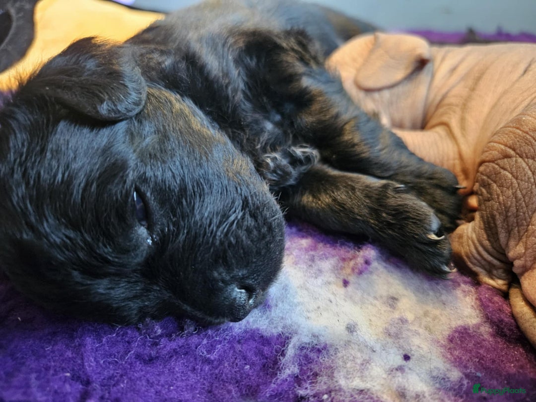 Mexicaanse Naakthond honden te koop: Mexicaanse Naakthond Miniatuur, Xolo, met vacht - Afbeelding 3