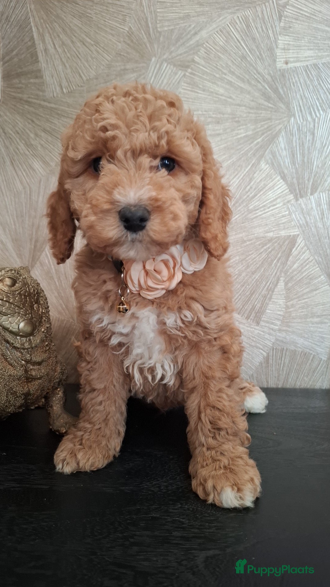 Australian Labradoodle honden MOGEN VERHUIZEN!! Australian labradoodle pups 🩷💙 - Advertentie 1
