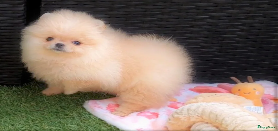 Galerij afbeelding {{count}}