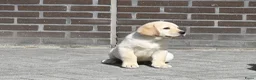 Labrador Retriever honden te koop: Knappe Labrador pups met stamboom ! - Advertentie 26