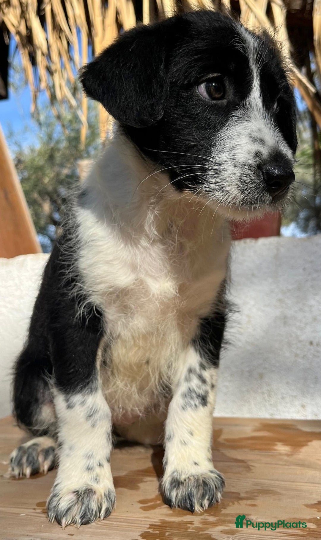 Kruising honden ter adoptie: gingi  waar mag haar mandje komen te staan?  - Advertentie 5