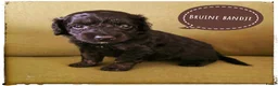 Labradoodle honden te koop: Mini labradoodle pups - Advertentie 14