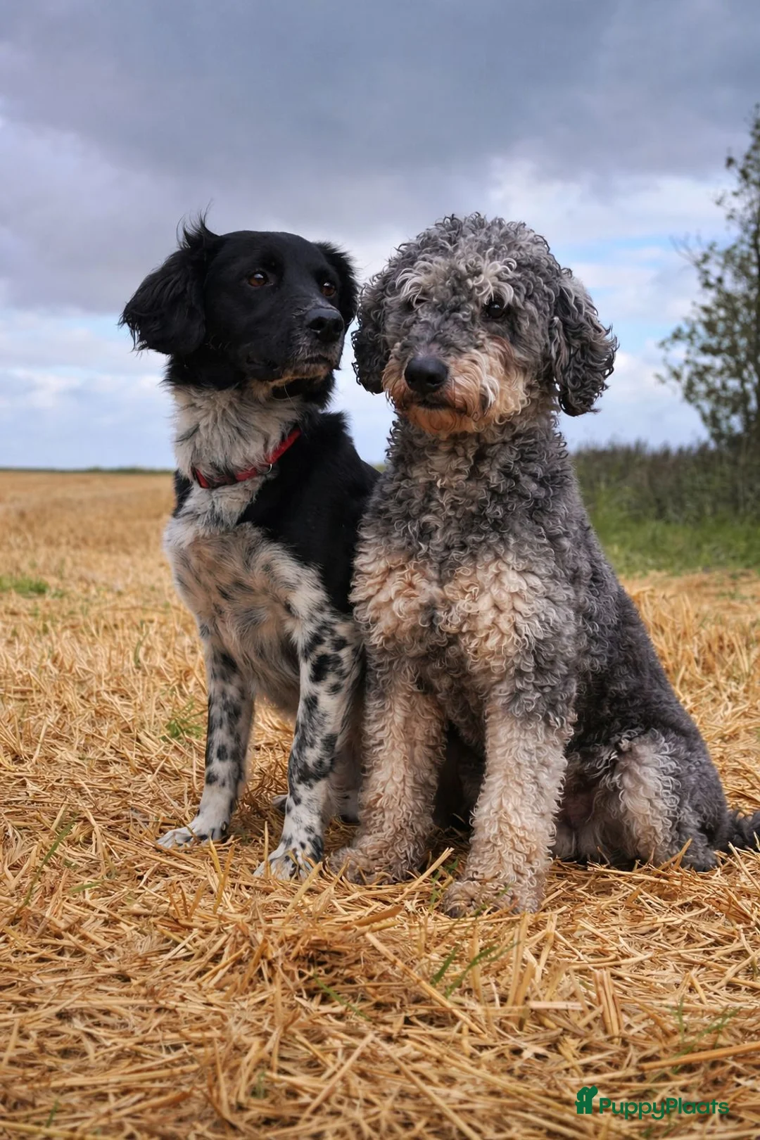 Kruising honden te koop: Pups Friese Stabij x Poedel blue merle - Advertentie 11