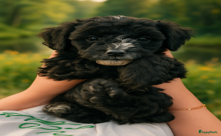 Maltipoo honden - Advertentie 6