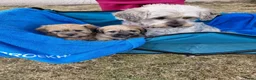 Overig honden te koop: Schattige Puppy's te koop - Advertentie 19