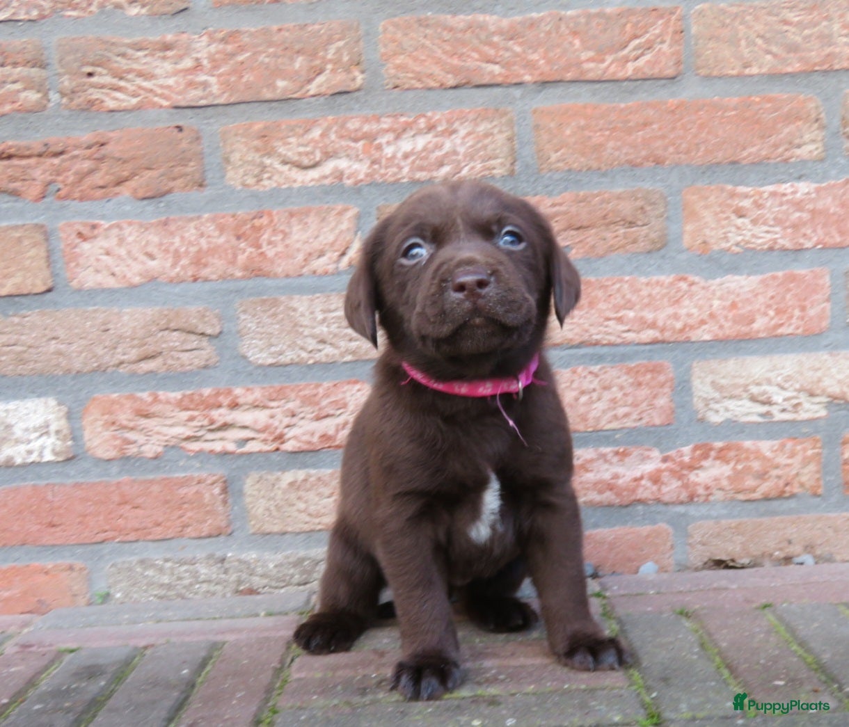 Labrador Retriever honden Bruine Labrador pups - Advertentie 1