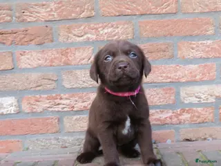 Labrador Retriever honden Bruine Labrador pups - Advertentie 1