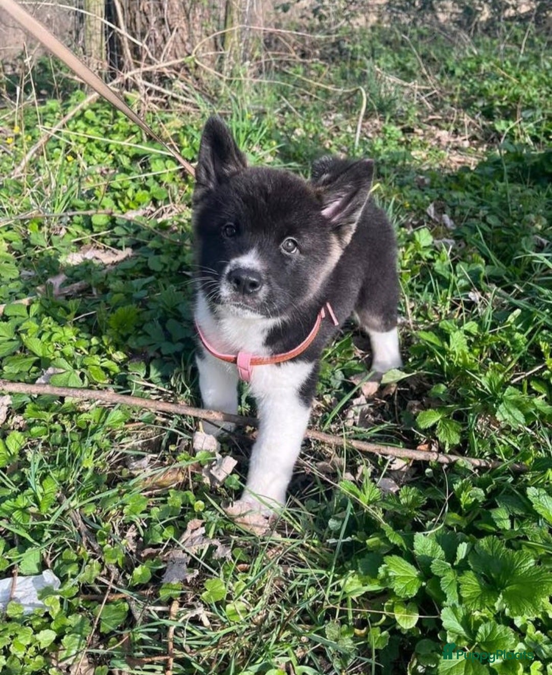 American Akita honden Prachtige american akita pups - Advertentie 1