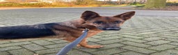 Duitse Herder honden te koop: Stamboom Duitseherder pups  HD en ED  vrij - Advertentie 4