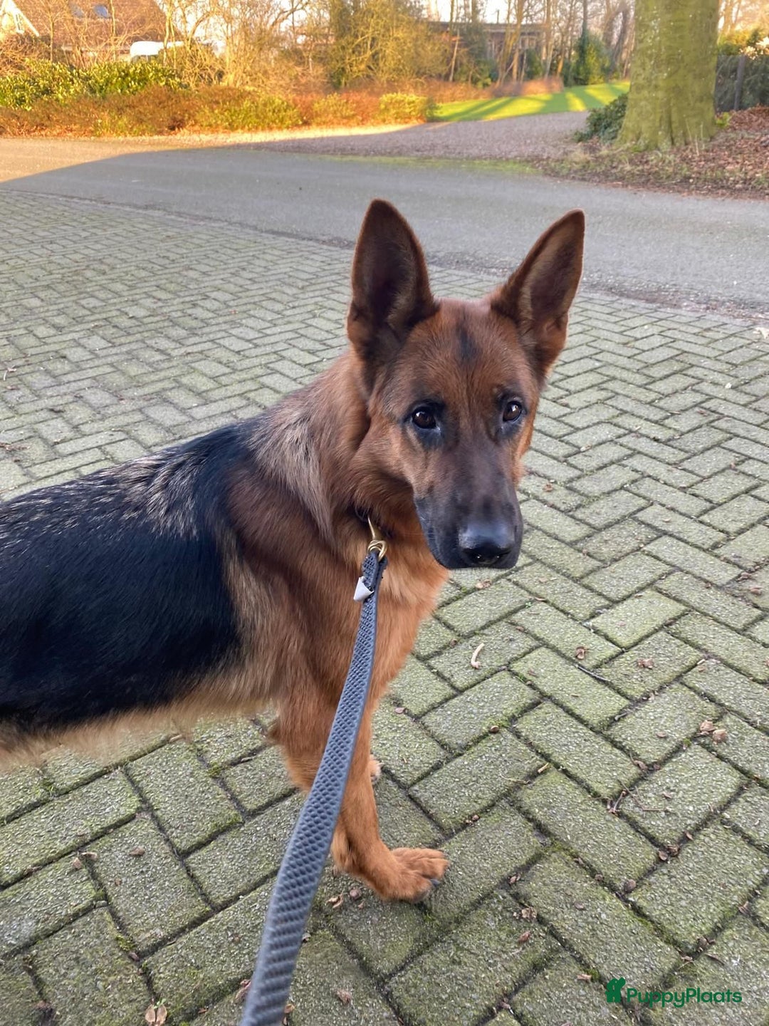 Duitse Herder honden te koop: Stamboom Duitseherder pups  HD en ED  vrij - Advertentie 4